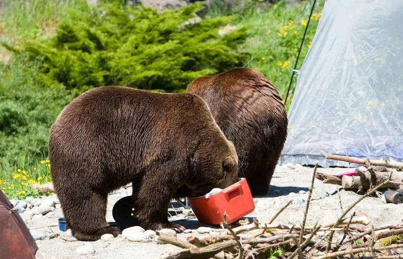 Գորշ արջերի կողմից բնակիչներին հասցված վնասներով զբաղվող աշխատանքային խումբ կստեղծվի