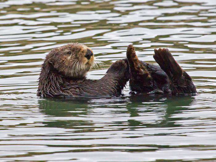 Մինասյանը մոռացել է գրել, որ այդտեղ կուղբերի մի երջանիկ ընտանիք էր ապրում. Արթուր Խաչատրյան (ՏԵՍԱՆՅՈՒԹ)