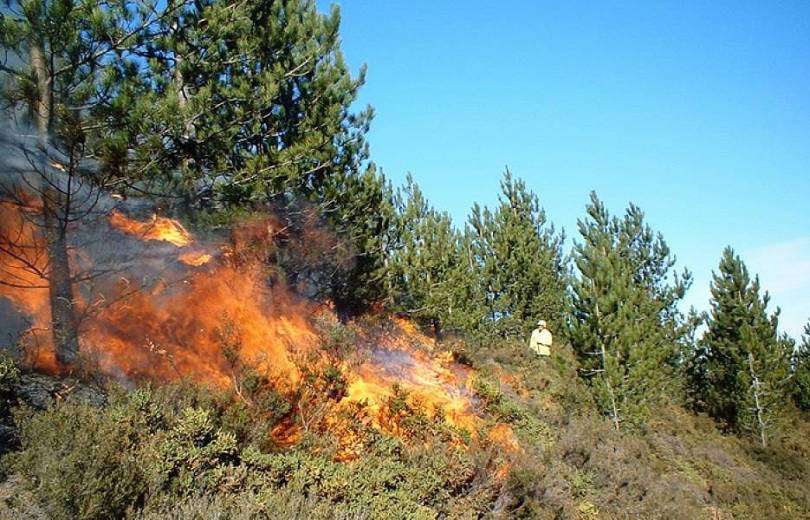 «Ջրվեժ» անտառպարկում բռնկված հրդեհի հետևանքով մոտ 30 եղևնի է ջերմահարվել