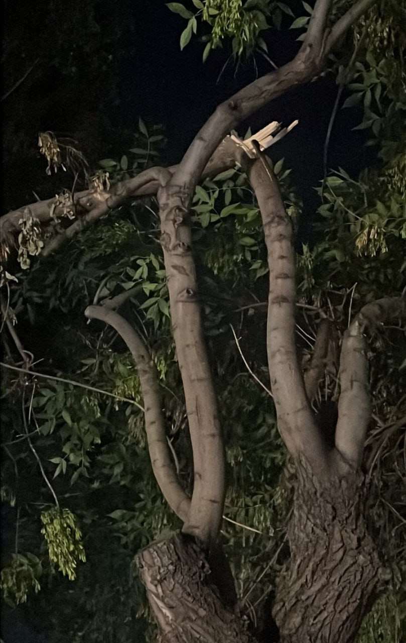 Քամու հետևանքով ծառեր են տապալվել