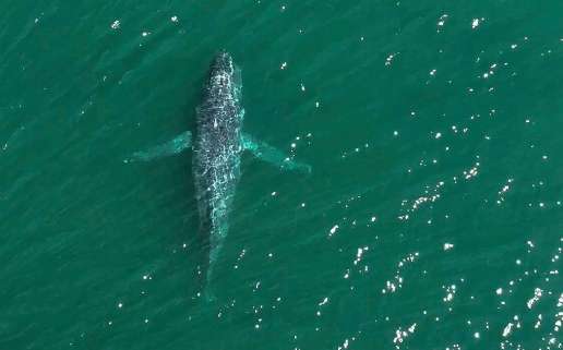 Վաշինգտոնում կուզային կետի պոչը բացակայել է