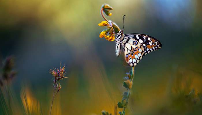 С 15-19 августа температура воздуха составит +40...+42 градуса