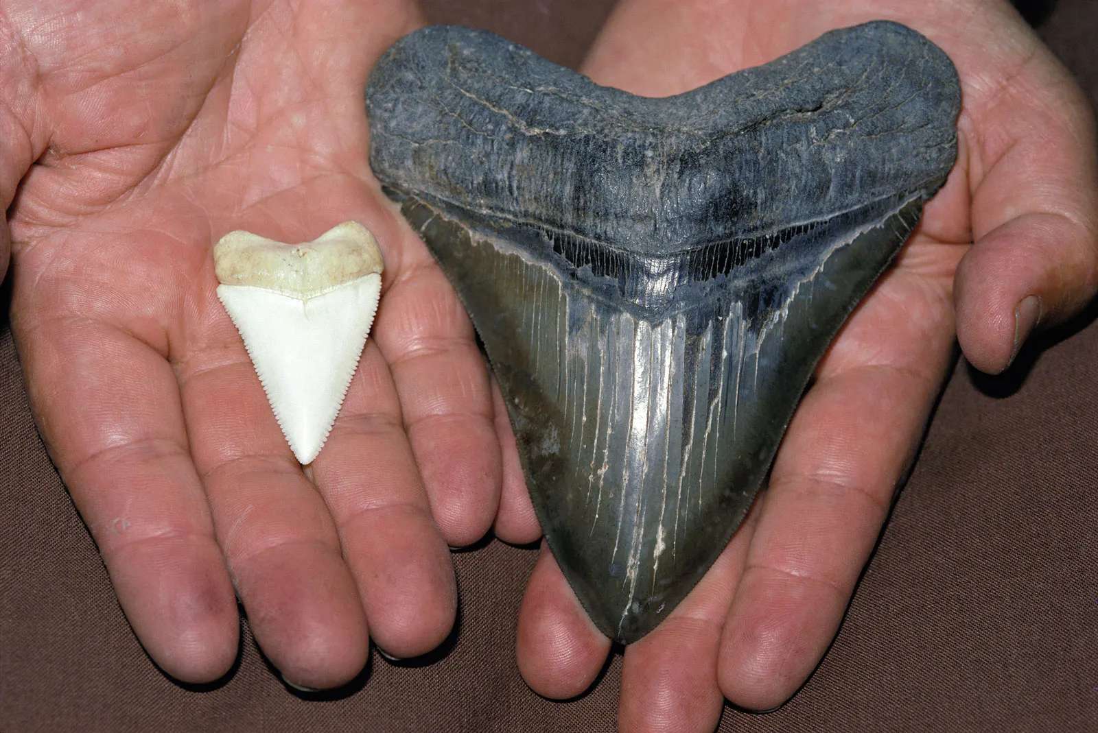A 30 million-year-old shark tooth was found