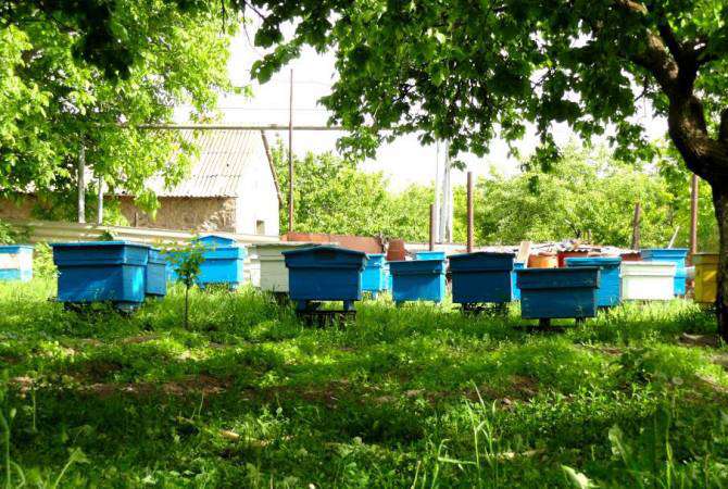 Գողացված փեթակները երիտասարդներից մեկը վաճառել է հորը