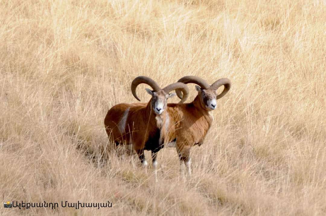 Արձանագրվել են Հայկական մուֆլոններ