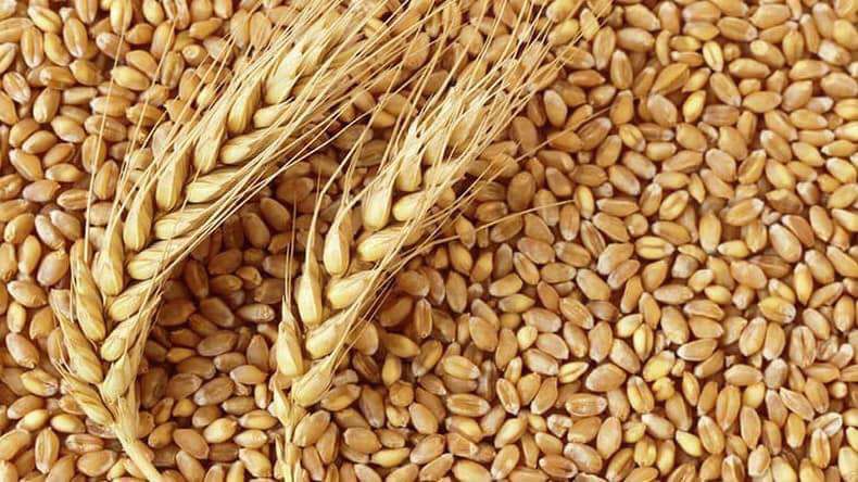 Արցախում հողօգտագործողներին հորդորվում է պահեստավորած ցորենը վաճառել պետությանը