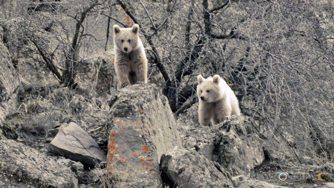 Կկանխվեն արջերի հարձակումները. ՇՄՆ