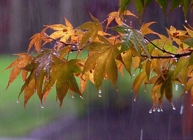 Rain and thunder are expected in some regions