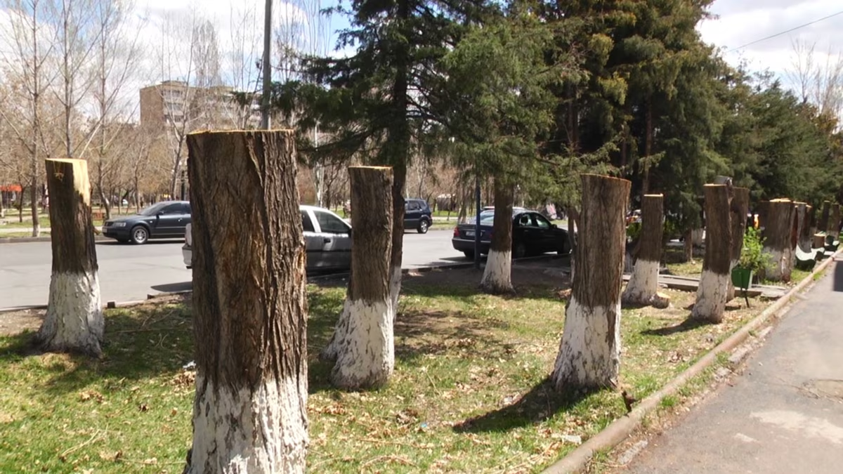 Հատել են 45 բարդի. երկու անձ տեղափոխվել է ոստիկանություն