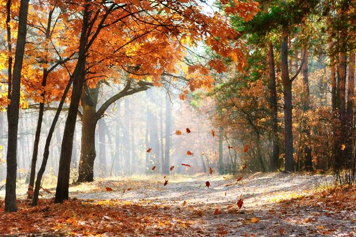 Weather without precipitation is expected