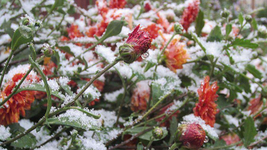 Freezing is expected tonight
