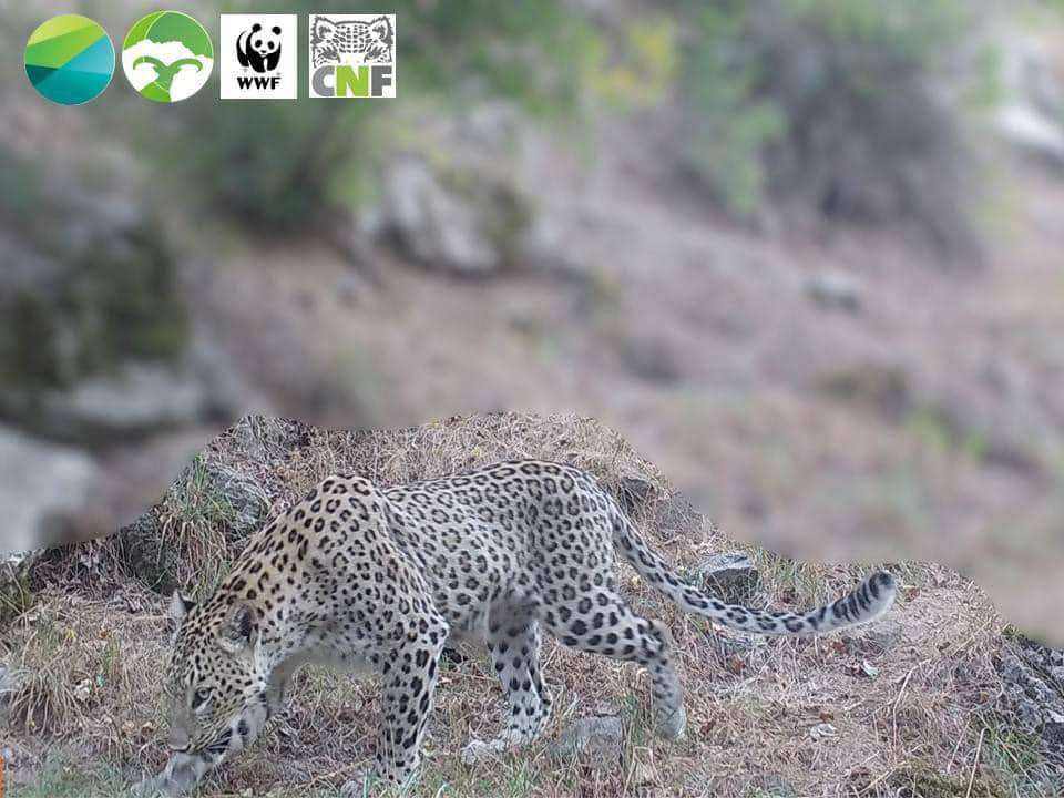 How many leopards live in Armenia?