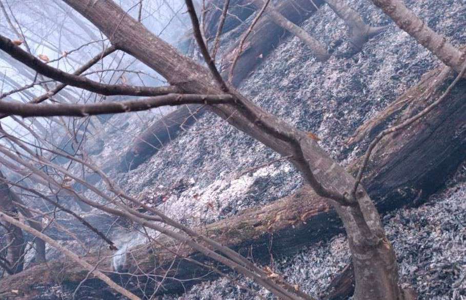 «Դիլիջան ազգային պարկ»-ի տարածքում բռնկված հրդեհը մարվել է