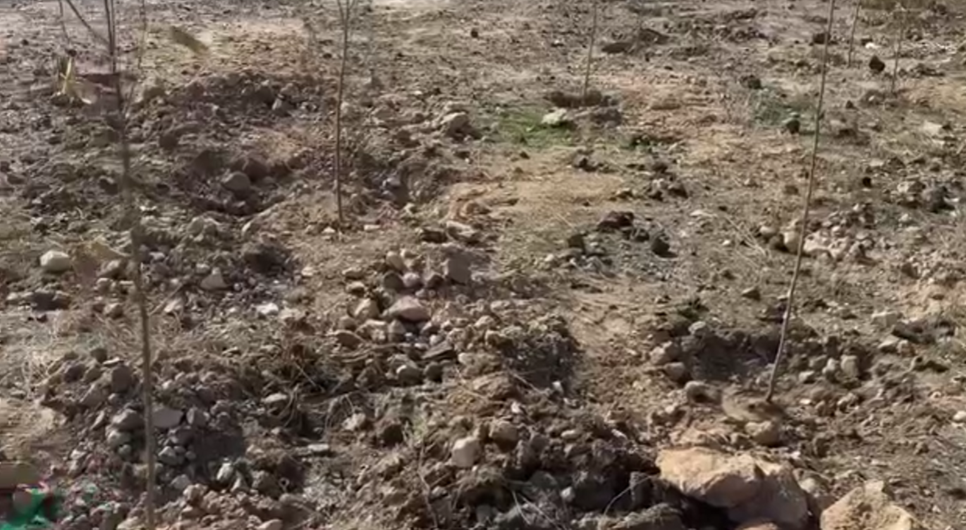 Նոր Եդեսիա համայնքում իրականացվել է ծառատունկ