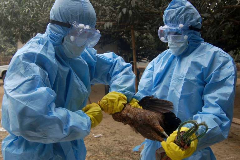 There is a risk of a bird flu epidemic in France