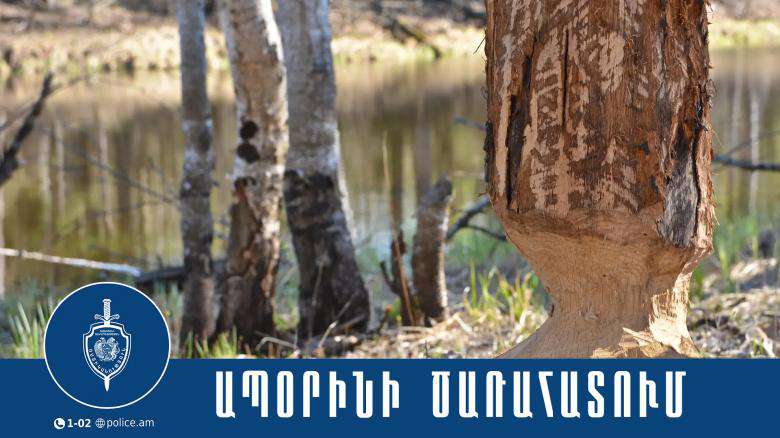 Ապօրինի ծառահատման դեպք Սյունիքում