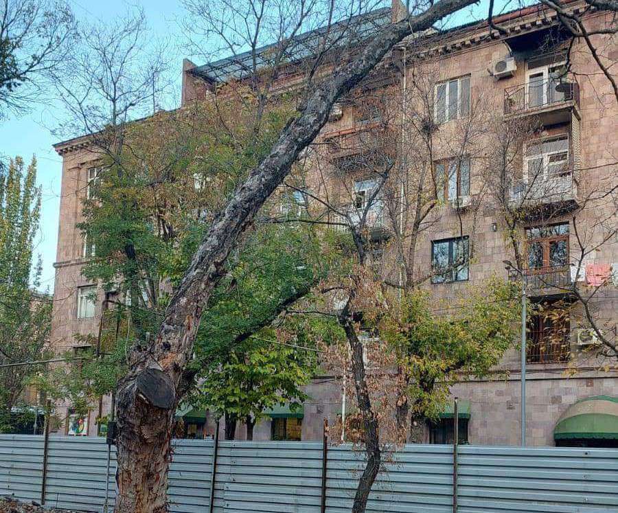 Մերգելյանի պուրակում իրականացվում են չորացած ծառերի հեռացման աշխատանքներ (ԼՈՒՍԱՆԿԱՐՆԵՐ)