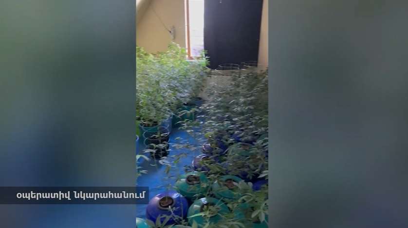 Տունը վարձակալել են՝ թմրամիջոցների ջերմոց և լաբորատորիա ստեղծելու համար
