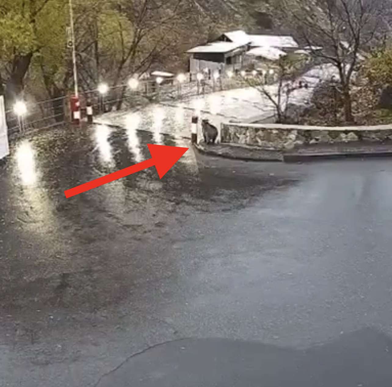 Медвежонок вышел на прогулку по улицам Гарни (видео)