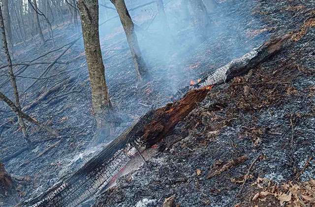 Հրդեհ «Դիլիջան ազգային պարկ»-ում