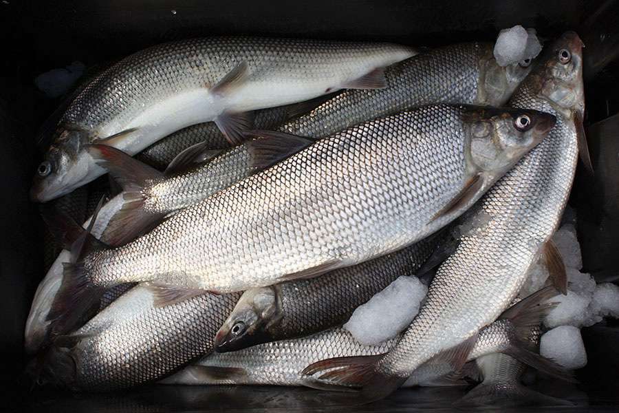 Արգելվում է սիգի որսը. ՆԳՆ
