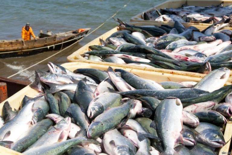 Specialists from the Czech Republic will calculate the stocks of fish species in Sevan