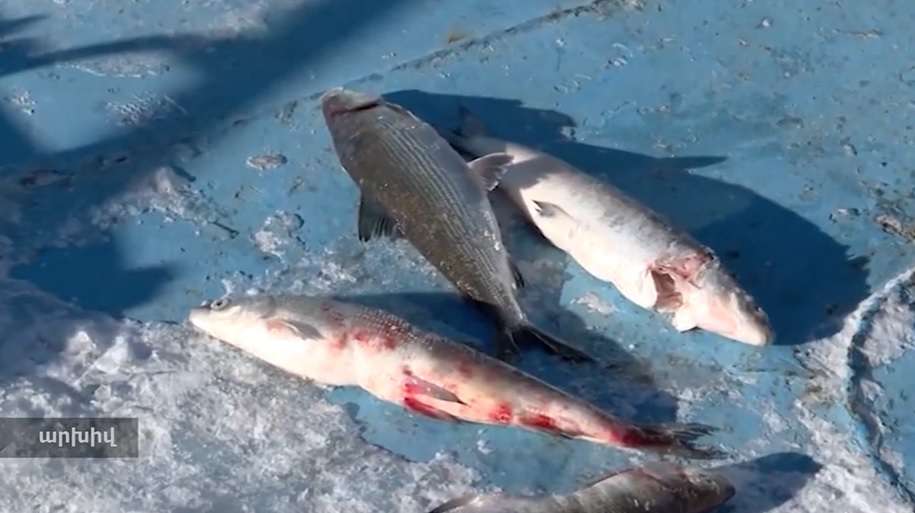 Նորատուսցին փորձել է Գորիսում սիգ վաճառել. ոստիկանները կանխել են