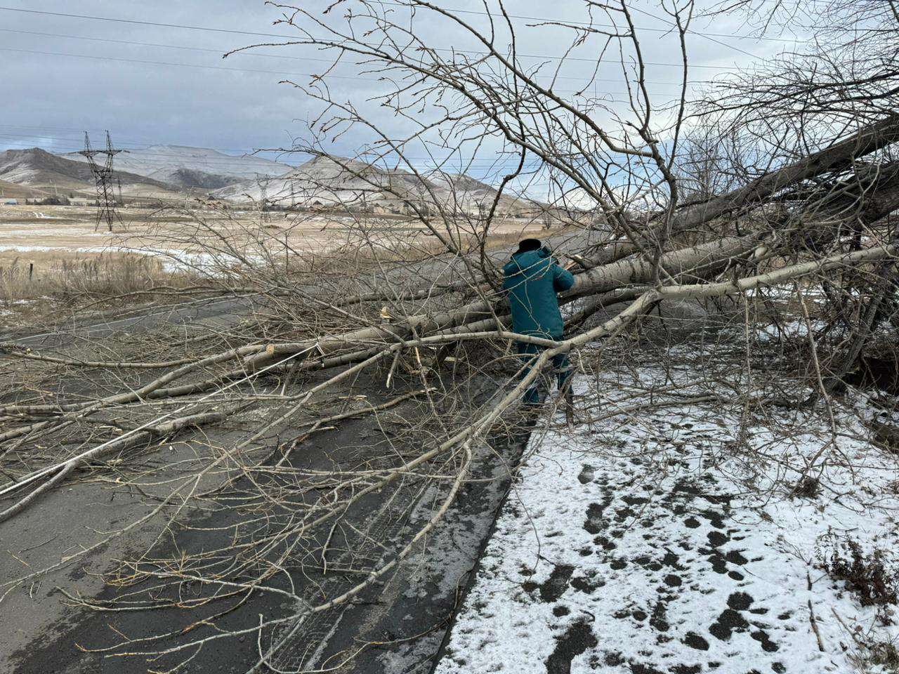 Սպիտակ-Վանաձոր ավտոճանապարհին ծառն ընկել է երկու ավտոմեքենայի վրա
