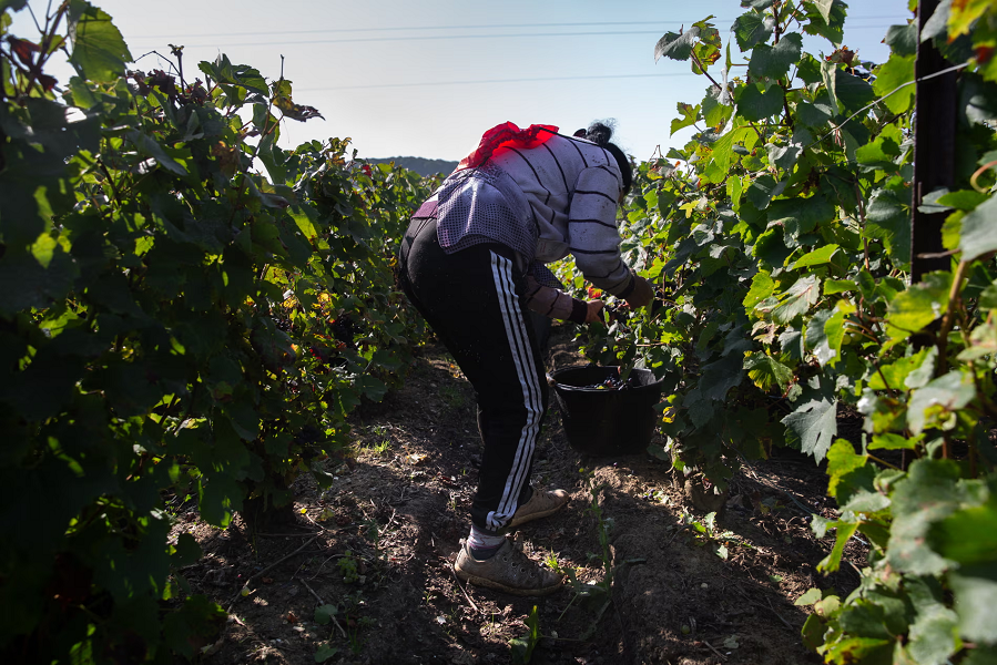 Ֆրանսիական հայտնի գինեգործարանների աշխատակիցները քնում են վրաններում և սնունդ են գողանում