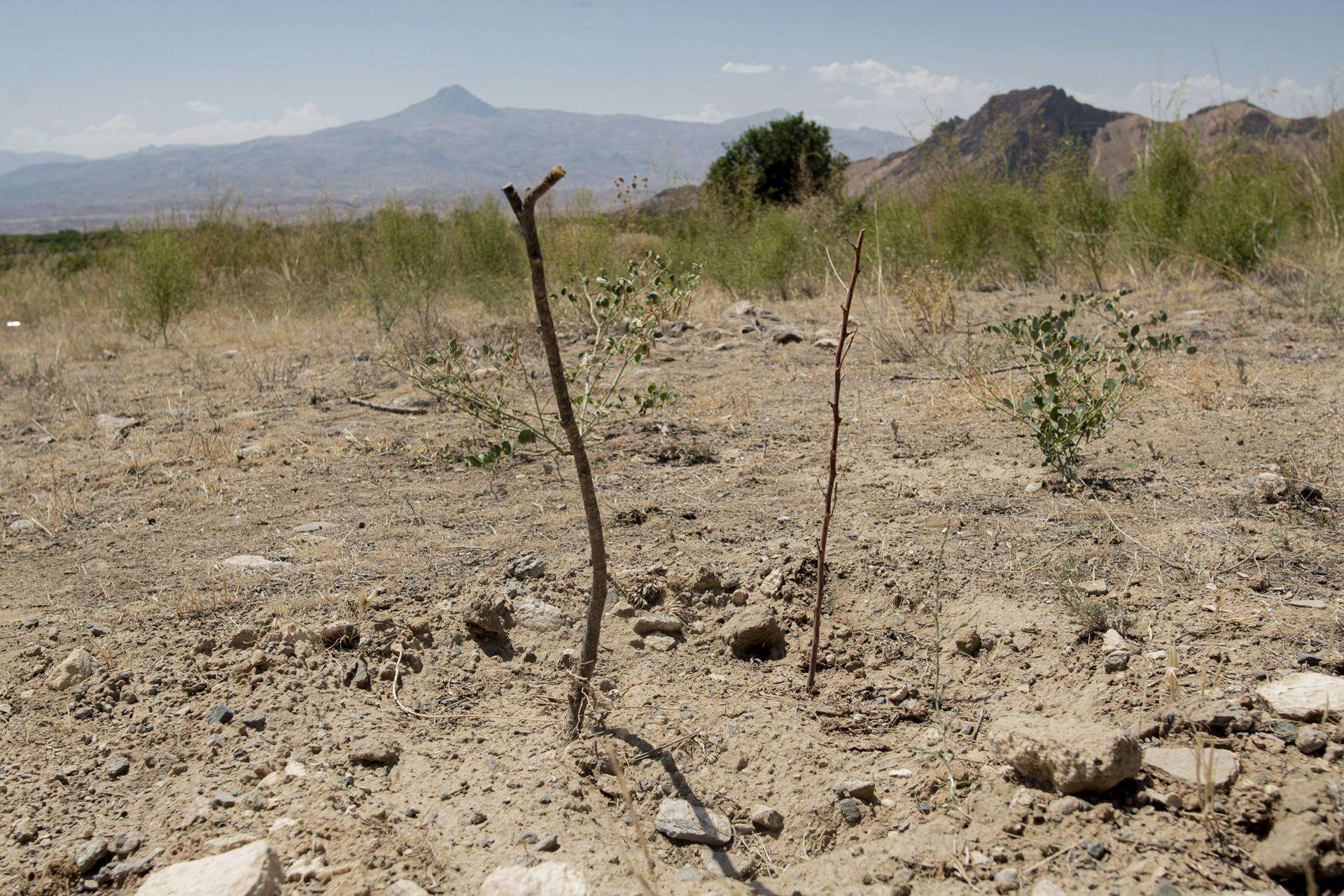 How many trees were planted in Kotayk?