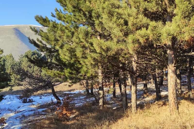 How many trees were planted in Tavush?