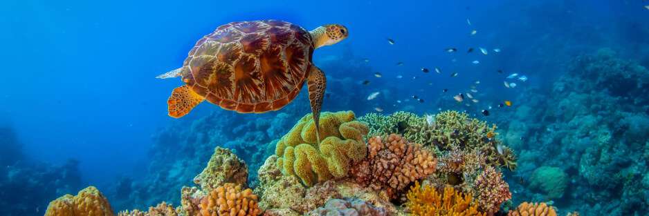 Australian beauty of the sea (PHOTOS)